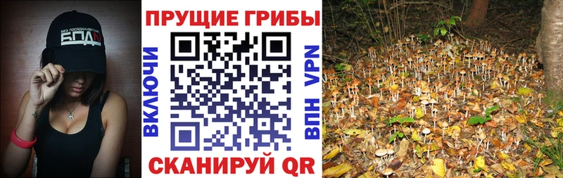 Купить где Сысерть Галлюциногенные грибы мицелий